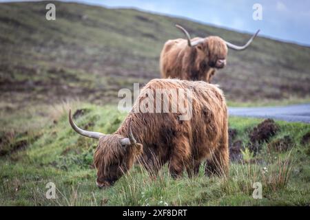 Geografia / viaggi, Gran Bretagna, Scozia, bestiame delle Highland vicino a Elgol, Isola di Skye, ULTERIORI DIRITTI-CLEARANCE-INFO-NON-DISPONIBILI Foto Stock