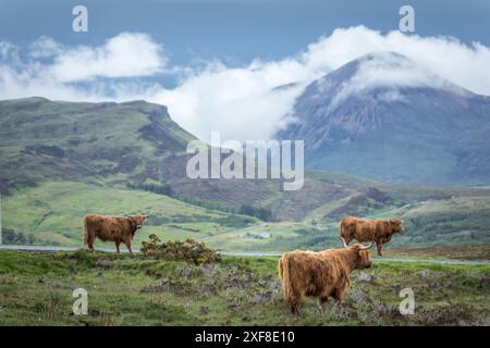Geografia / viaggi, Gran Bretagna, Scozia, bestiame delle Highland vicino a Elgol, Isola di Skye, ULTERIORI DIRITTI-CLEARANCE-INFO-NON-DISPONIBILI Foto Stock