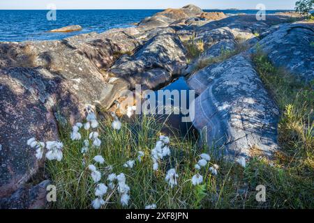 Geografia / viaggi, Svezia, costa dell'isola di Sandhamn, provincia di Stockholms Iaen, ULTERIORI DIRITTI-AUTORIZZAZIONE-INFO-NON-DISPONIBILI Foto Stock