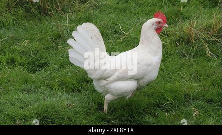 Hen corre liberamente sul prato verde Foto Stock