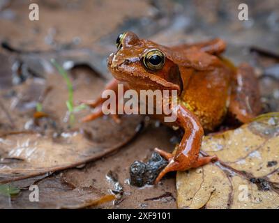 Rana comune (Rana temporaria parvipalmata), foresta di querce di Ucieda, parco naturale Saja-Besaya, Cantabria, Spagna Foto Stock