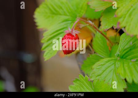 Fragola di montagna Foto Stock