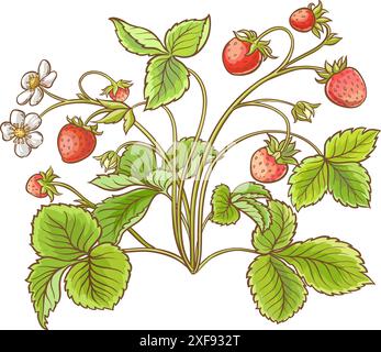 Illustrazione dettagliata colorata delle piante di fragole. Illustrazione Vettoriale