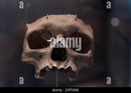 Infantile splanchnocranium, homo sapiens, Lower Magdalenian, El Pendo, Escobedo, Camargo, Museo di preistoria e archeologia (MUPAC), Santander, CAN Foto Stock