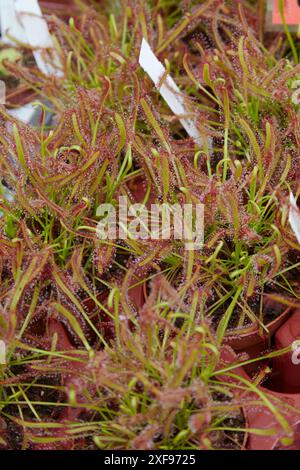 Drosera capensis o Cape sundew piante in vivaio Foto Stock