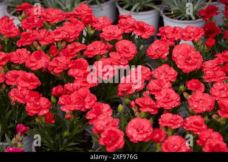 Dianthus, piante di garofano con fiori rossi in vasi Foto Stock