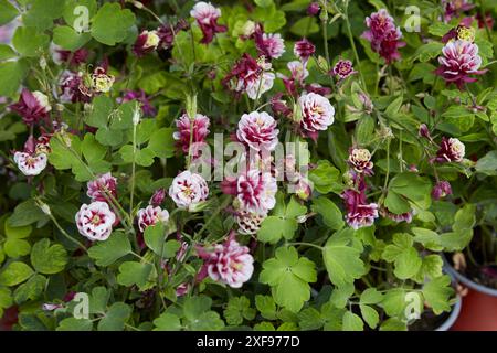 Aquilegia vulgaris, columbine winky piante bianche rosse doppie con fiori Foto Stock