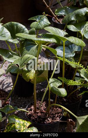 Petasites japonicus o Butterbur piante in vaso Foto Stock