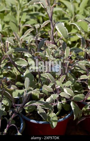 Salvia officinalis tricolor, salvia tricolore in vaso alla luce del sole Foto Stock