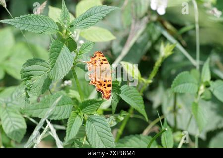 Virgola (Polygonia c-album), farfalla, arancio, foglie, Una falena C si siede con le ali sporgenti sulla foglia di una pianta Foto Stock