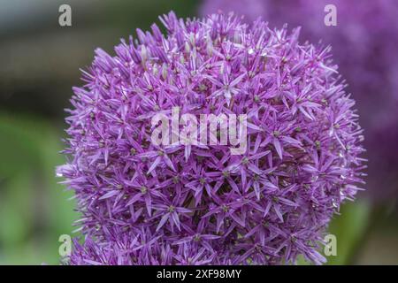 Porri ornamentali (Allium sp.), infiorescenza, gocce di pioggia, Palatinato, Renania-Palatinato, Germania Foto Stock