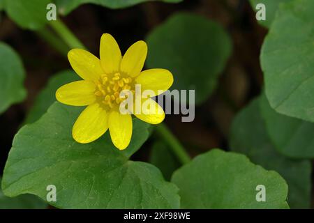 Celandina minore (Ficaria verna), fiore giallo, pianta medicinale, primo piano, Renania settentrionale-Vestfalia, Germania Foto Stock