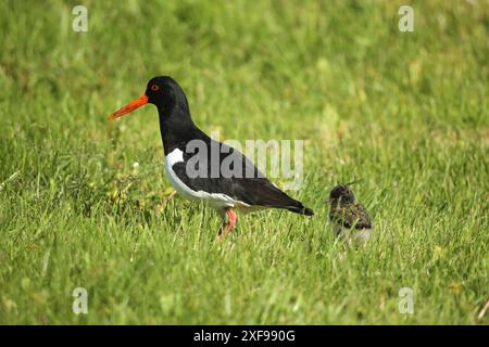 Oystercatcher (Haematopus ostralegus) con pulcino di qualche giorno, Lofoten, Norvegia, Scandinavia Foto Stock