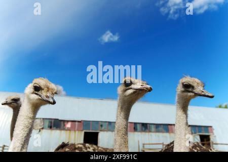Gli struzzi sono di fronte ad un edificio con finestre e un cielo blu con nuvole sullo sfondo in una giornata di sole. Messa a fuoco selettiva Foto Stock