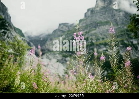 Montagne delle Alpi svizzere in estate con fiori rosa selvaggi in primo piano nella valle di Grindelwald. Concetto di esterno e natura svizzera incontaminata Foto Stock