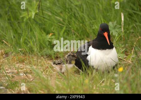 Oystercatcher (Haematopus ostralegus) con pulcino di qualche giorno, Lofoten, Norvegia, Scandinavia Foto Stock