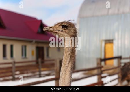 Elegante primo piano di struzzo con la testa tenuta in alto, in piedi graziosamente in un fienile rustico. Foto Stock