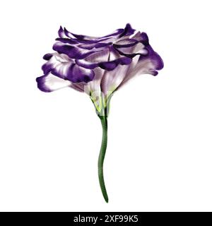 Grande bocciolo di fiori. Lisianthus, eustoma o fiore di campanello. Colori bianco, viola e verde neon. su uno stelo sottile. Illustrazione acquerello. Foto Stock