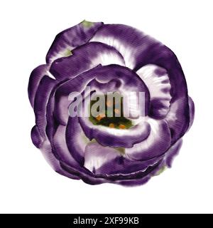 Grande bocciolo di fiori. Lisianthus, eustoma o fiore di campanello. Colori bianco, viola e verde neon. su uno stelo sottile. Illustrazione acquerello. Foto Stock