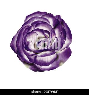 Grande bocciolo di fiori. Lisianthus, rosa, eustoma o campanello. Colori bianco, viola e verde neon. Illustrazione acquerello. Foto Stock