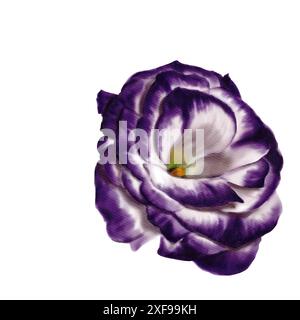 Grande bocciolo di fiori. Vista laterale. Lisianthus, rosa, eustoma o campanello. Colori bianco, viola e verde neon. Illustrazione acquerello. Foto Stock