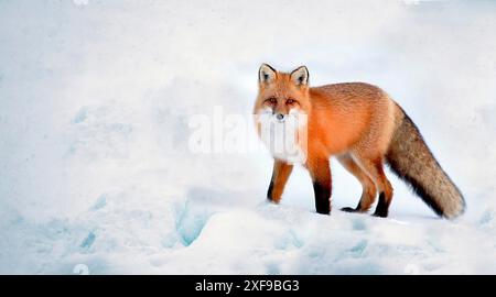 Una volpe (Vulpes) si erge sulla neve, mostrando la sua pelliccia rossa su uno sfondo freddo e bianco. Bielorussia, Minsk Foto Stock