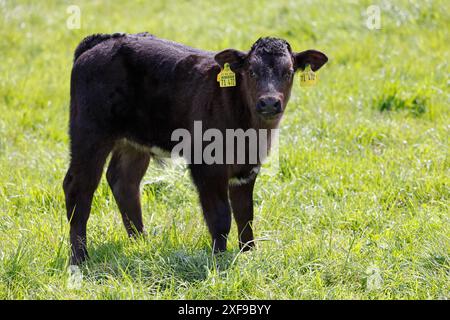 Bovini (Bos primigenius taurus), vitello con marchio auricolare, giovane animale, Elbmarsch, Hetlingen, Schleswig-Holstein, Germania Foto Stock