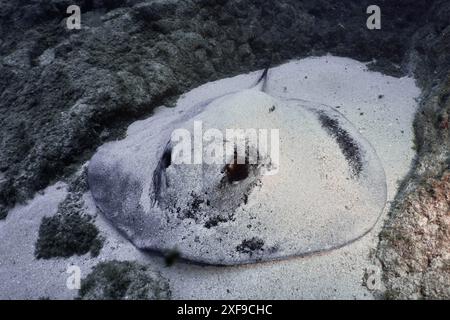 Una pastinaca rotonda (Taeniura grabata) giace parzialmente sepolta nella sabbia sul fondo del mare tra rocce laviche. Sito di immersioni Los Champignones, Las Galletas Foto Stock