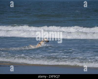 Cane che corre attraverso le acque poco profonde sulla spiaggia con le onde sullo sfondo, juist, frisia orientale, germania Foto Stock