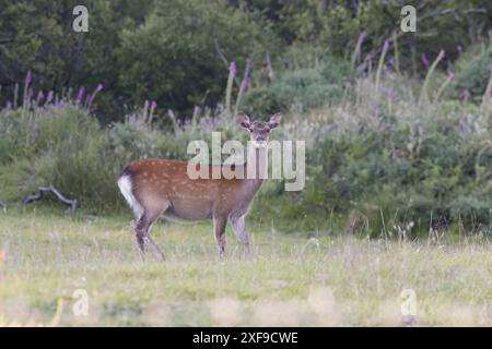 Sika Deer femmina nel Dorset Regno Unito Foto Stock