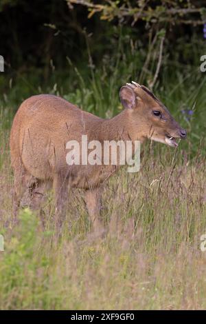 Muntjac di Reeves (Muntiacus reevesi) Norfolk giugno 2024 Foto Stock