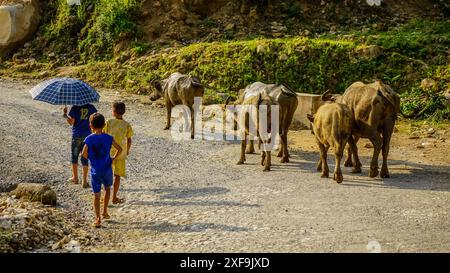 Bufalo d'acqua nella regione di sa Pa, Vietnam, Asia Foto Stock