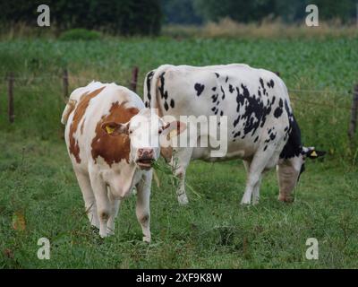 Due mucche si trovano su un pascolo, una è marrone e bianca e l'altra è macchiata in bianco e nero, Velen, Renania settentrionale-Vestfalia, Germania Foto Stock