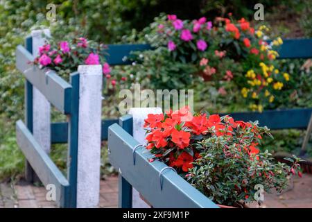 Fioritura di fiori colorati lungo una recinzione di legno verde nel giardino, spiekeroog, mare del nord, germania Foto Stock