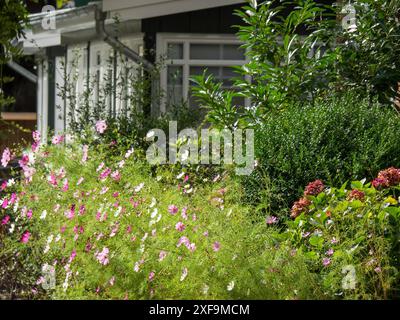 Giardino denso con fiori e cespugli colorati in fiore di fronte a una finestra bianca di una casa, Spiekeroog, mare del nord, germania Foto Stock