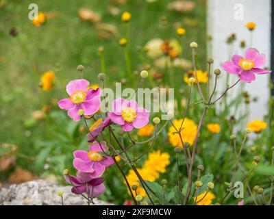 Fiori rosa e altri fiori colorati fioriscono in un verde giardino estivo, Spiekeroog, mare del nord, germania Foto Stock