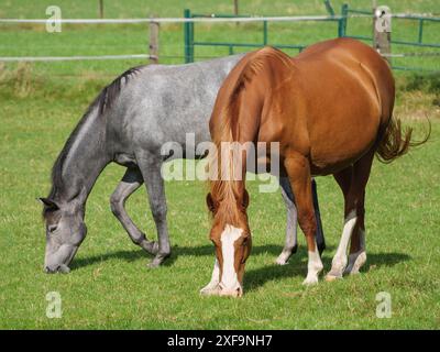 Due cavalli su un prato verde, uno marrone e uno grigio, entrambi pascolano all'aria aperta soleggiata, Weseke, Renania settentrionale-Vestfalia, Germania Foto Stock