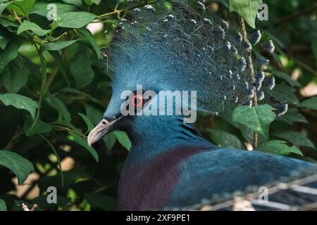 Splendore crestato: Lo sguardo tranquillo di Goura Victoria. Foto Stock