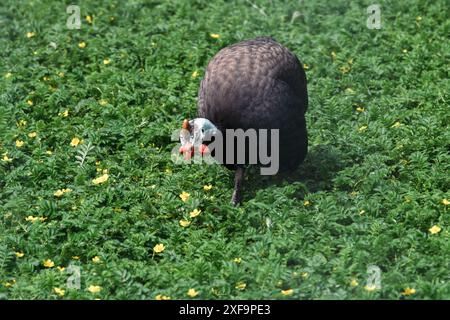 La ricerca di un guineafowl per il sostentamento in un campo d'oro. Foto Stock