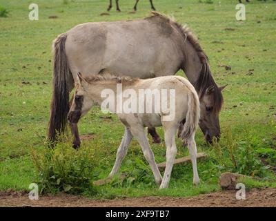 Madre mare si prende cura del suo puledro, entrambi pascolano su un pascolo verde, Merfeld, Renania settentrionale-Vestfalia, Germania Foto Stock