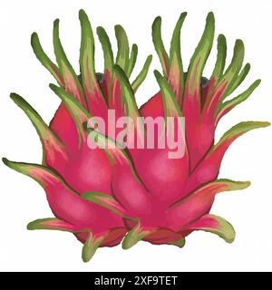 Dragon Fruit, sfondo bianco isolato. Illustrazione vettoriale. Frutto del drago. Illustrazione Vettoriale