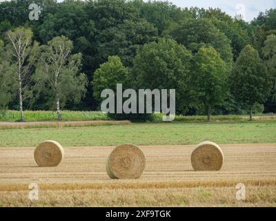 Grandi balle rotonde di fieno si trovano su un campo raccolto di fronte a una fila di alberi, Borken, Renania settentrionale-Vestfalia, Germania Foto Stock