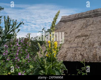 Fiori in fiore e una tradizionale casa sul tetto in paglia in un giardino rurale sotto un cielo blu, Zingst, Mar baltico, germania Foto Stock