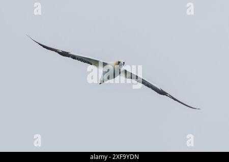 Gannet del Nord, Morus bassanus il più grande uccello marino britannico. Pembrokeshire, Galles, Regno Unito Foto Stock