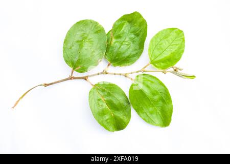 Foglie di jujujube giovani isolate su sfondo bianco, foglie di jujube con fiori, Ziziphus nummularia che cresce nel giardino. Questa pianta è un arbusto. Foto Stock