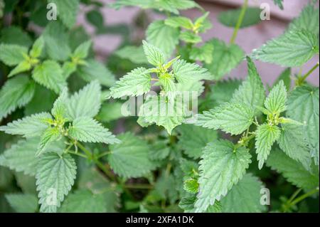 Stock generale - giardini e giardinaggio. Urtica dioica, nota anche come ortica comune, ortica bruciata, fogliame di ortica pungente. Spesso evitata a causa delle sue bollicine può essere trasformata in una zuppa dal gusto molto particolare. estate, luglio, erba, Foto Stock