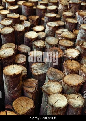 I tronchi sono ordinatamente impilati l'uno sull'altro, formando una pila Foto Stock