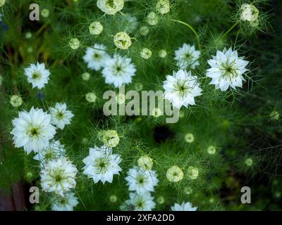 I fiori bianchi a forma di stella di Nigella damascena "Albion Green Pod" (amore bianco in una nebbia), un robusto fiore annuale per il taglio, sparato dall'alto Foto Stock