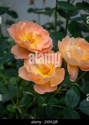 Rosa "The Lark Ascending"; una bellissima rosa color pesca/arancia/albicocca con centri gialli che si illuminano contro il verde scuro del fogliame Foto Stock