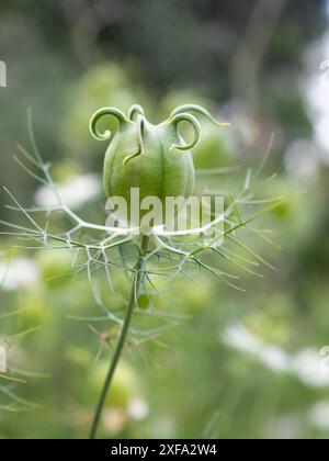 La testa di seme architettonica del Nigella damascena Albion Green Pod, che offre interesse per il giardino e perfetto per la raccolta e l'asciugatura Foto Stock